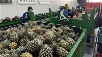 北農穩定外銷節奏　鳳梨第35櫃啟運日本
