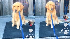 加拿大飼主蘿倫日前欲從父母家接回愛犬黃金獵犬查理，不料查理反常拒絕回家，數小時後蘿倫即接獲90歲祖母離世的噩耗。（圖／翻攝自TikTok／@laurenandcody）