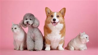 毛孩救命藥不斷！寵物用藥新制今註銷