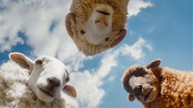 《綿羊偵探團》將在5月8日上映。（圖／索尼影業提供） 
