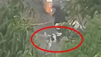 彰化又見惡犬追人　國中生閃狗墜溝滿身傷