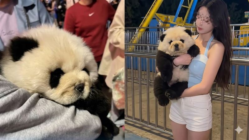 重慶驚見「染色熊貓狗」！狗狗被染成熊貓拍照賺錢，讓人看了不捨！（圖／翻攝自微博）