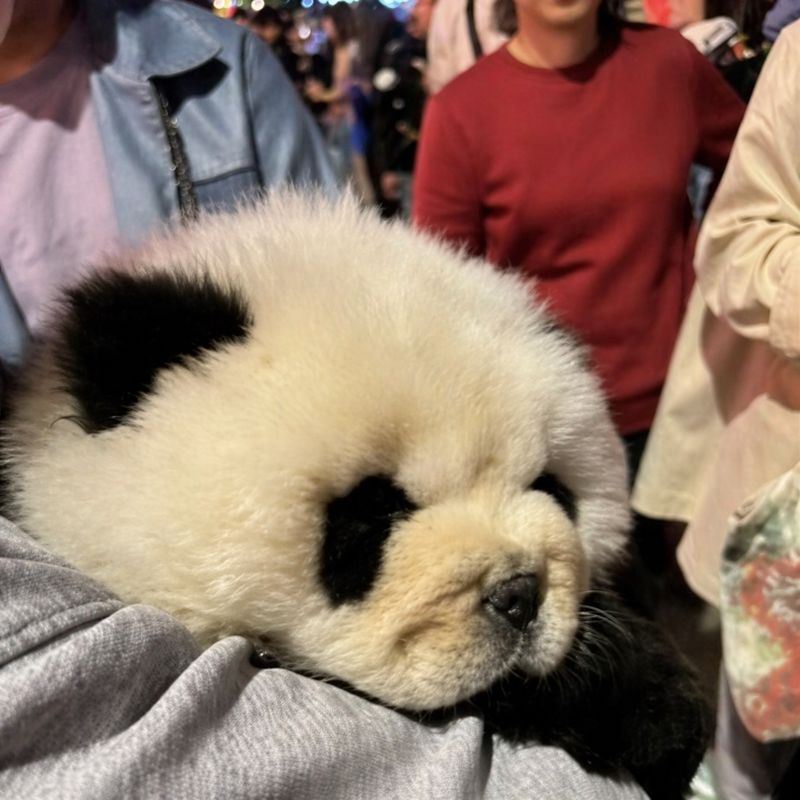 這隻疑似松獅品種的幼犬，原本應該是活蹦亂跳、親近人類的毛孩子，如今卻成了沒有靈魂的賺錢機器。（圖／翻攝自微博）