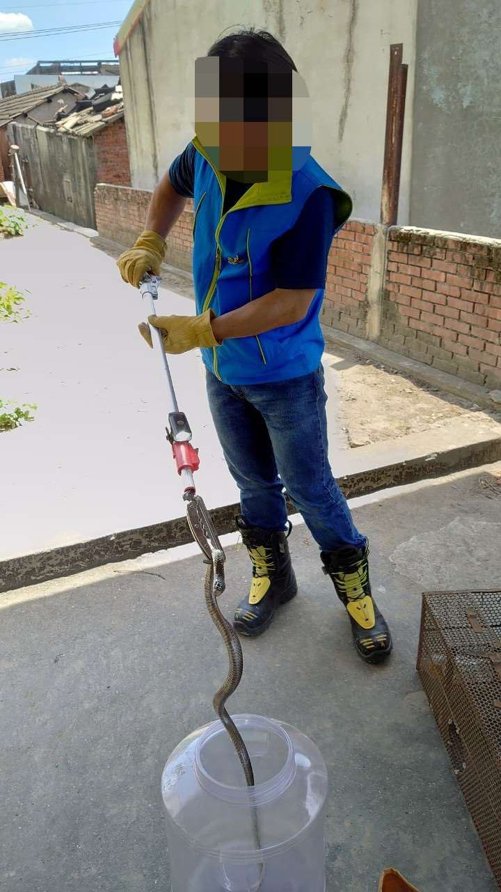 近日雲林縣蛇類出沒頻率明顯上升。圖為過去捕蜂捉蛇人員在斗南抓獲眼鏡蛇。（圖／雲林農業處）