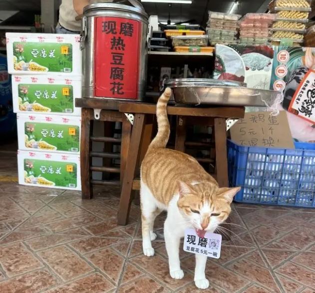 不少遊客笑說：「就沖這隻貓的態度，也要支持一下」，買了碗豆腐花來吃。（圖／翻攝自微博）