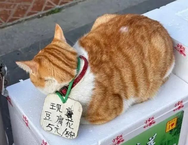 打工貓不招呼客人，也不四處走動，只是靜靜看著人來人往。圖／翻攝自微博）