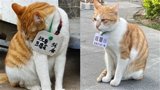 橘貓戴工牌「賣豆花」網笑：看來不買不行