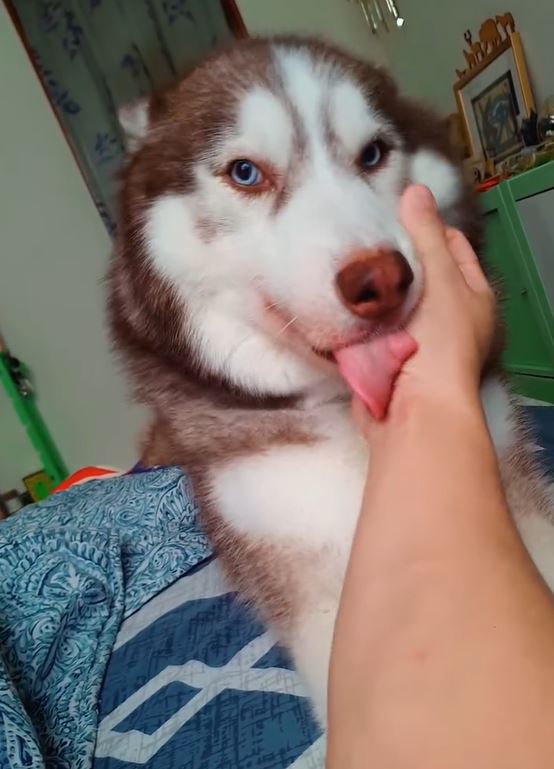 大Q秉洛去年送走愛犬「禮物」，至今仍經常想起對方。（圖／翻攝自大Q秉洛IG）