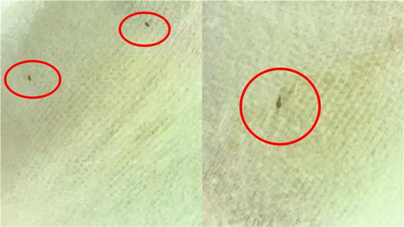轉店後某天在與寶寶互動時，發現嬰兒床上出現大量移動的小黑點，「整張床都有」，細看竟是小蟲，讓她瞬間頭皮發麻。（圖／翻攝自微博《1818黃金眼》）