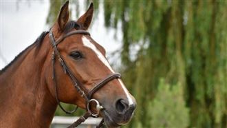 12生肖本週運勢　「這生肖」成最大贏家