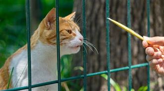 餵一次變「法定飼主」　美1城市新規吵翻