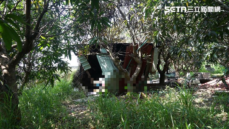 嘉義縣水上鄉一處廢棄果園工寮，昨（26）日下午4時許發生火警，62歲蕭姓男子因行動不便躺在床上被活活燒成焦屍。（圖／翻攝畫面）