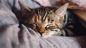 流浪貓 貓咪(圖／翻攝自Pixabay)