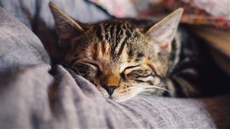 韓男潛入前女友家虐殺貓咪　判決曝引眾怒