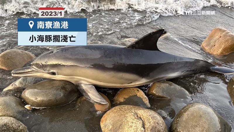 2023年南寮漁港曾有小海豚擱淺事件，這回海豚現身，幸好最後順著潮水自然離港