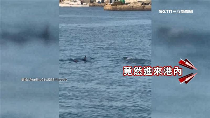 一群海豚不明原因游進南寮漁港
