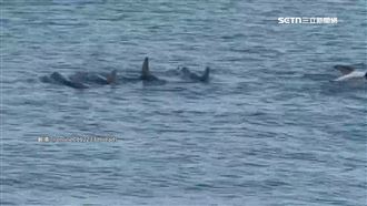 海豚群誤闖南寮漁港　近距離直擊民眾欣喜