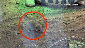 木柵動物園驚見「米奇亂竄」 園方：火速捕捉移除