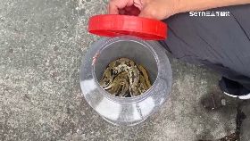 蛇爆發忙抓1800