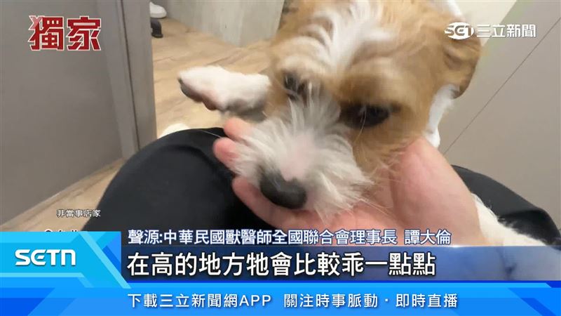 中華民國獸醫師譚大倫表示在高的地方牠會比較乖一點點，但像小型犬從高處跳下來其實就會骨折