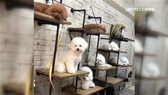 獨／狗狗拴繩懸空安置！寵物店展示牆惹議