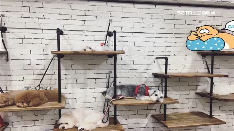 寵物美容店將狗狗拴繩懸空安置在展示牆上，掀起爭議。（圖／翻攝自當事店家臉書）