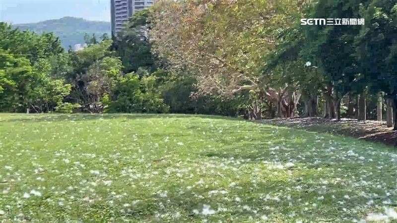 高雄美術館外白色絮狀物不停飄下，4月份正是木棉花爆發期，相當漂亮