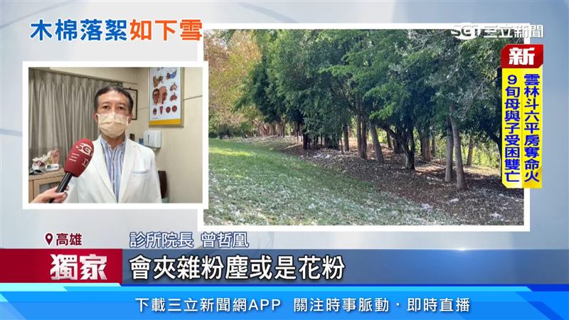 診所院長曾哲凰提醒木棉花會夾雜粉塵或花粉等過敏原來源，嚴重者甚至會誘發氣喘 