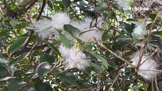 獨／高美館下雪！木棉花狂飄民眾撿當枕頭