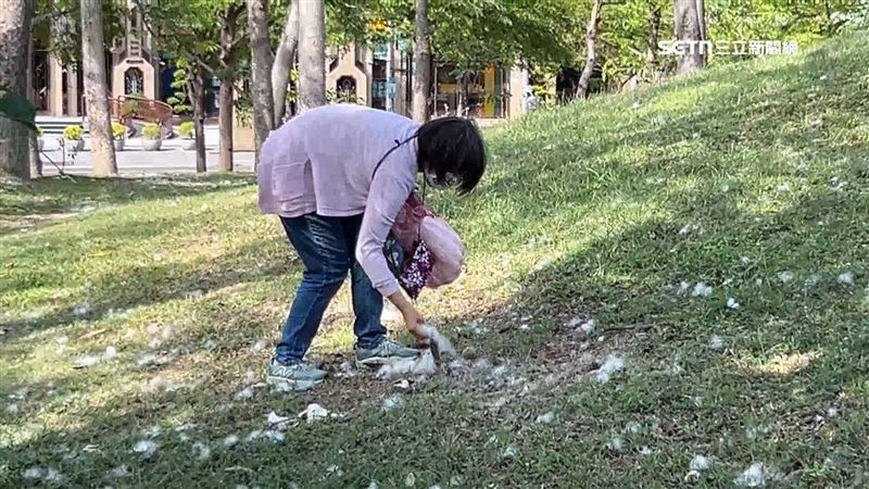 民眾將木棉花絮放進塑膠袋沒多久，滿滿一袋拿回家做枕頭