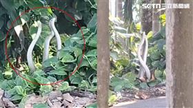 嘉義縣,中埔鄉,麻花,蛇,端午節（圖／葉芷安提供）