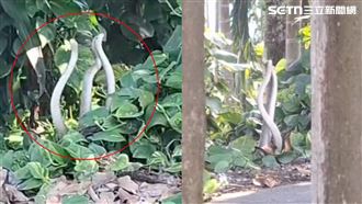 不是AI…3靈蛇交纏「捲成麻花」真相曝！