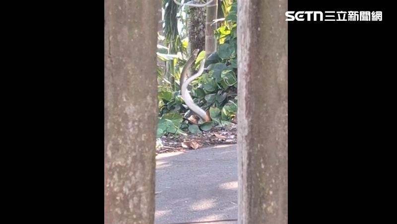 葉芷安被眼前畫面美到忘記害怕，只是回過神，心裡還是會覺得有點噁。（圖／葉芷安提供）