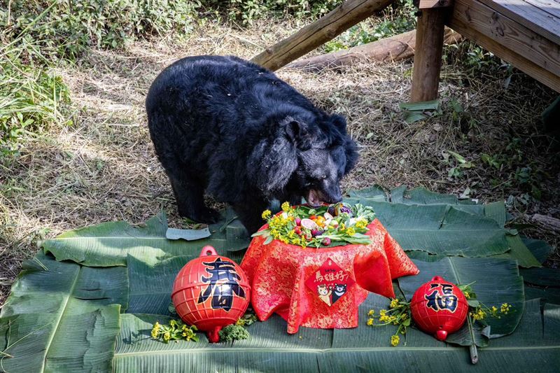 園方強調，「瑪莉」在完善的醫療與醫療照護下，瑪莉平安度過了在園區的每一天，旅程圓滿。（圖／翻攝自壽山動物園臉書）