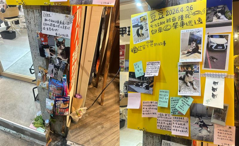 台北市師大商圈守護者、人稱「師大里長」的知名流浪貓「豆豆」，於26日不幸遭一輛白色轎車兩度輾壓致死。噩耗一出，眾人紛紛設立追思留言牆悼念。（圖／翻攝自Threads @humithecat授權提供）