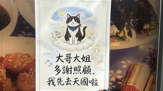 險被收養！師大20年浪貓「豆豆」遭車輾死