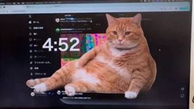 Chrome瀏覽器擴充功能「Cat Gatekeeper」近日爆紅，只要使用者滑社群太久，超肥橘貓就會現身霸佔螢幕，強制啟動休息模式。（圖／翻攝自X，@konekone2026，下同）
