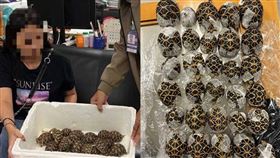 19歲的台灣女遊客在曼谷蘇凡納布機場準備飛往台北時，被發現身上藏有30隻印度星龜，當場被捕。（圖／翻攝自khaosod）