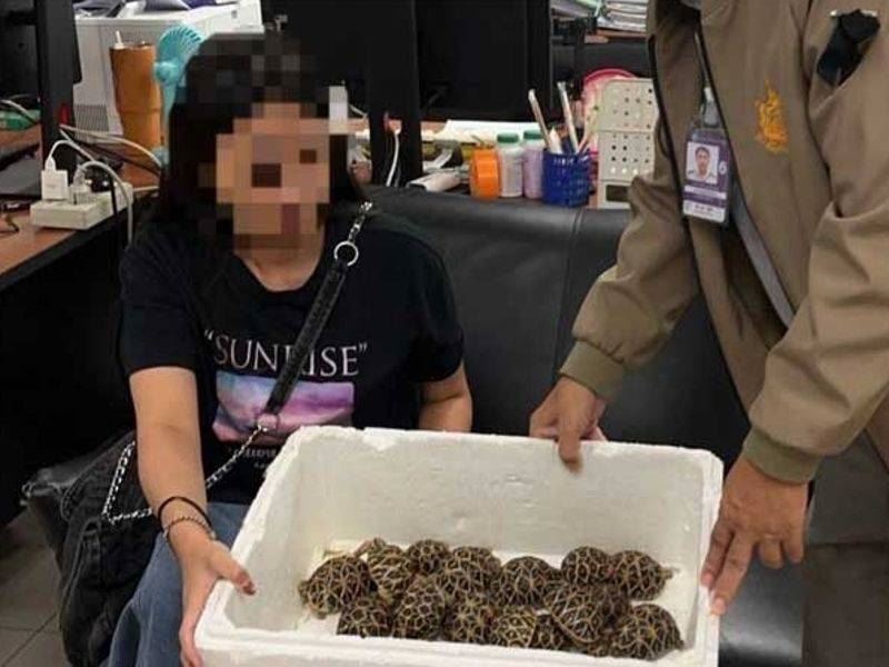 19歲的台灣女遊客在曼谷蘇凡納布機場準備飛往台北時，被發現身上藏有30隻印度星龜，當場被捕。（圖／翻攝自khaosod）