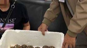 一名台灣籍19歲女子在安檢關卡被攔下，經查發現其將30隻「印度星龜」藏匿於身上，企圖搭機前往台北。（圖／翻攝自khaosod）