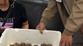 台籍19歲女身貼30龜闖關　遭泰國依法拘留