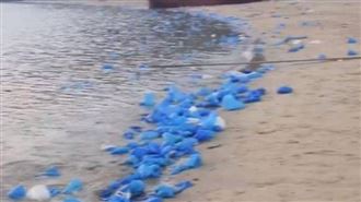 福建藍眼淚爆亂象！塑膠鞋套綿延海灘2km