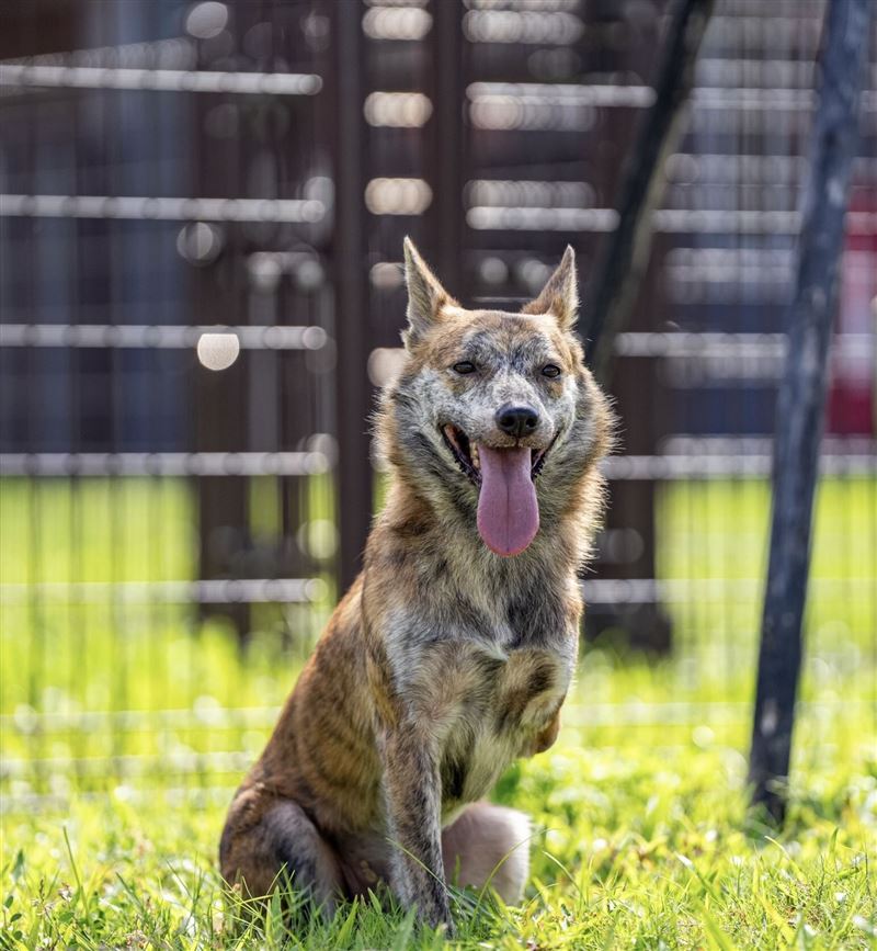 屏東縣長周春米分享斑斑開心吐舌的超萌照片（圖／翻攝自Threads @choulittlerice）