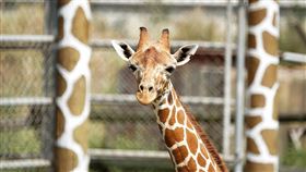 頑皮世界，頑皮世界野生動物園，頑皮世界提供