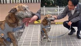 總統賴清德在Threads分享和愛犬斑斑的互動。（組圖／翻攝自Threads @william_chingte）