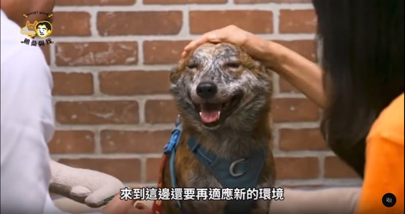 賴清德認養班班後，還十分擔心斑斑需要再度適應新環境。（圖／賴清德YT頻道）