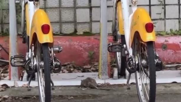 有民眾目擊老鼠們出沒在在YouBike借還站上。（圖／翻攝自Threads @fun_life_mannn）