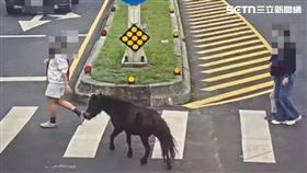 北市1隻迷你馬漫步在大業路、北投路二段一帶，還會跟著路人過馬路。（圖／翻攝畫面）