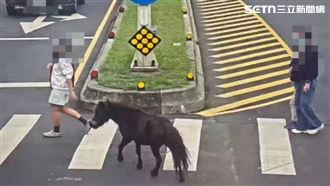 迷你馬脫逃爽逛大業路　學路人穿越斑馬線