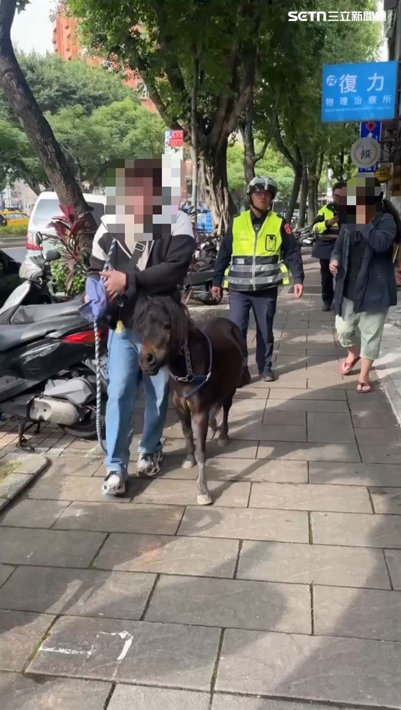 北市1隻迷你馬漫步在大業路、北投路二段一帶，黃姓飼主將馬帶回馬場。（圖／翻攝畫面）